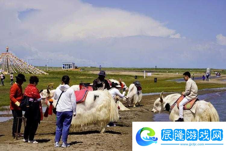 鼓蓬蓬的牦戶之樂：探尋高原上的獨特風情與歡樂