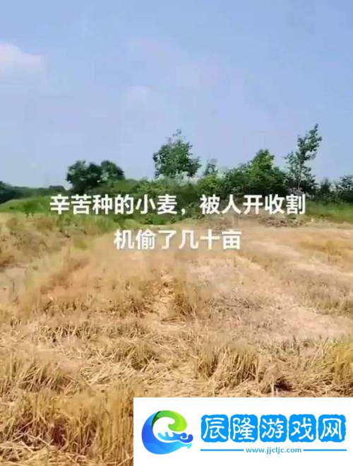 韓國朋友家麥子種植經驗