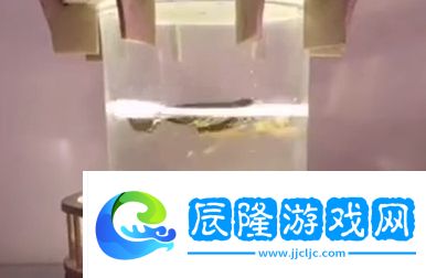 刑部侍螂是什么梗絡用語