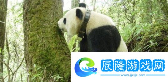微博大熊貓會(huì)冬眠嗎-2021年1月16日森林驛站每日一題答案